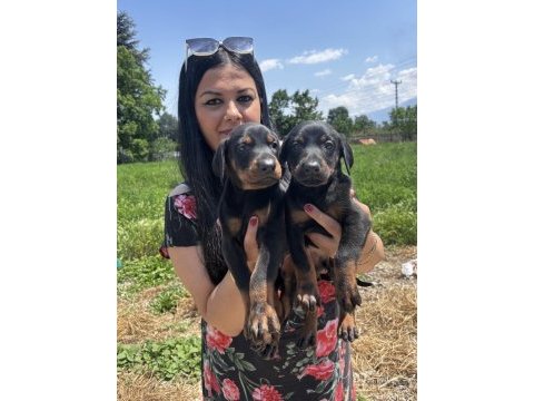 King doberman yavrularım