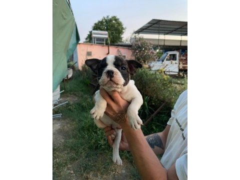 Sevimli french bulldog yavrularımız