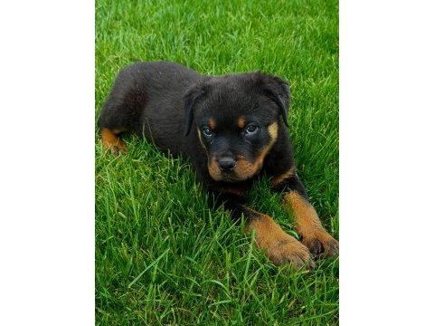 Yavru rottweiler köpeğim