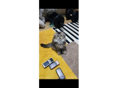 Scottish fold longhair