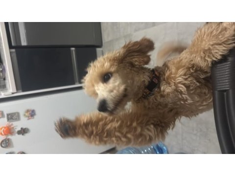 7 aylık dişi toy poodle