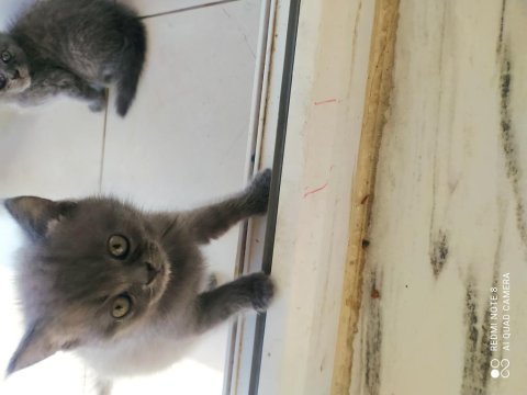 Anne baba british shorthair