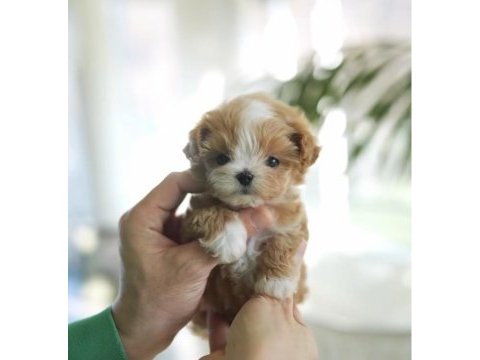 Maltipoo bebeklerimiz ailesini bekliyor