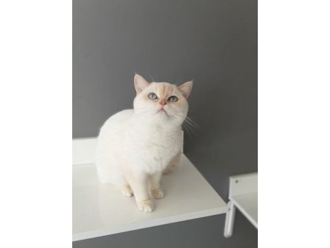 British shorthair red point