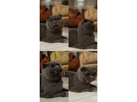 Scottish fold 2 yaşında