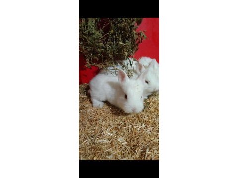 Yavru tavşanlar