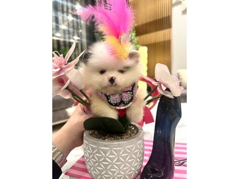 Mavi gözlü pomeranian prenses kızımızla tanışın
