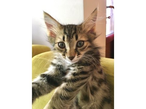 2,5 aylık sevimli tekir oğlumuz
