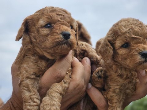 Toy poodle maltipoo yavrular
