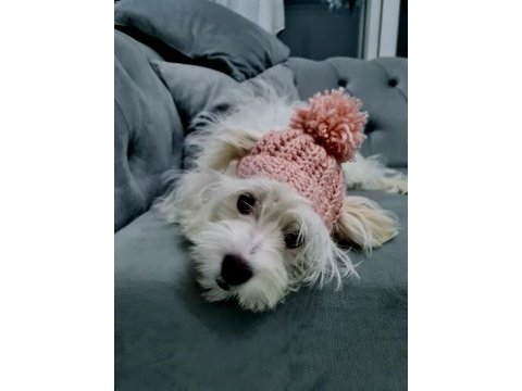 Maltese köpeğimize sıcak bir yuva