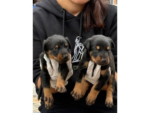 Doberman yavru köpekler