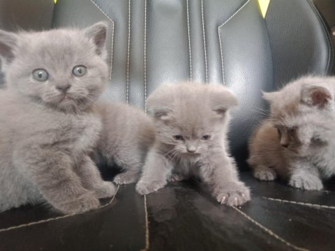 Safkan ayı surat yavrularımız scottish fold