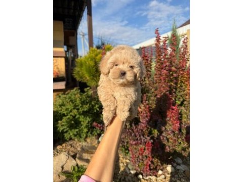 Maltipoo yavrularımız