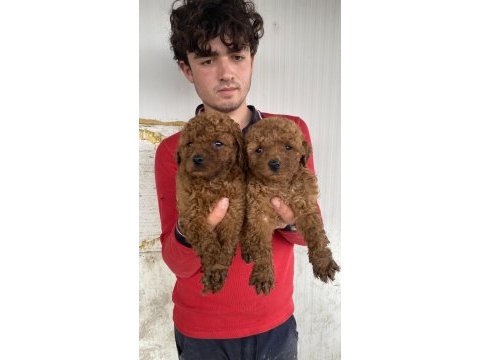 Koyu renk toy poodle yavrular