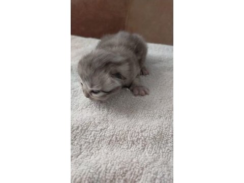 Safkan chinchilla yavrularımız sahiplendirilecektir