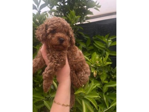 Ev ortamında sağlıklı sevimli toy poodle yavrularımız
