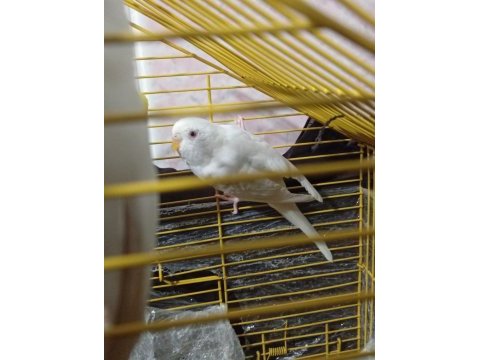 Dişi erkek muhabbet kuşu dişi olan albino