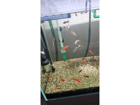Karma damızlık lepistes