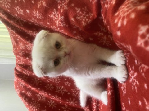 Scottish fold dişi beyaz 2 aylık