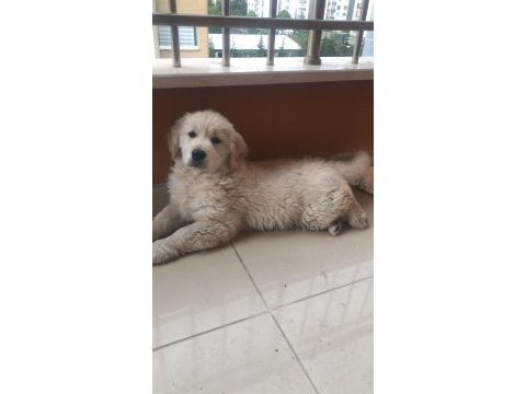 Orjinal safkan aşılı golden retriever bebeğimiz