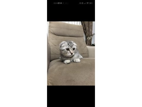 4 aylık yavru scottish fold