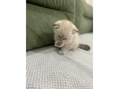 Scottish fold kedimiz sahiplendirilecektir