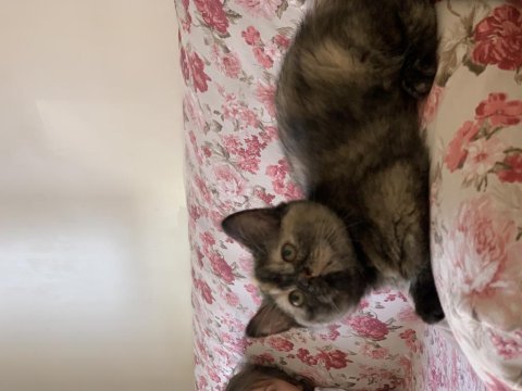 British longhair kedime yuva arıyorum