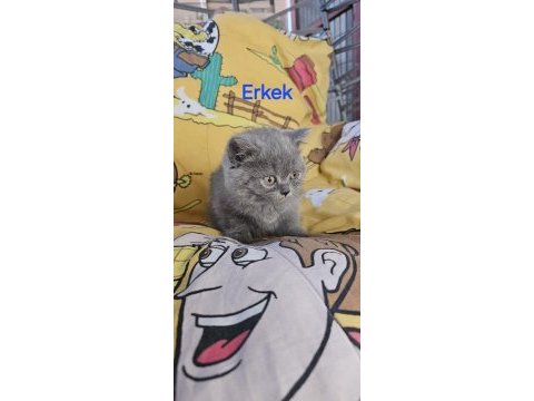 Yakışıklı erkek ve dişi bebek kediler
