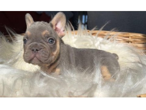 Kaliteli güzel yavru french bulldog