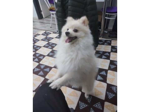 Sadece denizli içi pomeranian