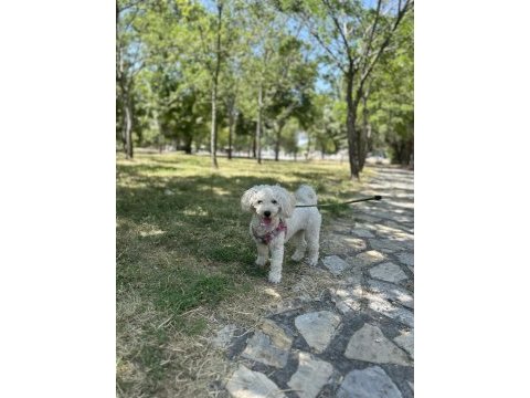 Shih poo dişi 1 yaşında