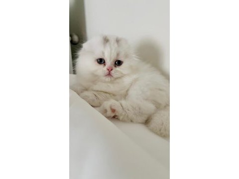Dişi scottish fold