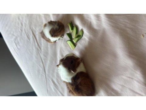 Sütten kesilen ginepigler