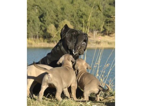 Dev cane corso yavruları