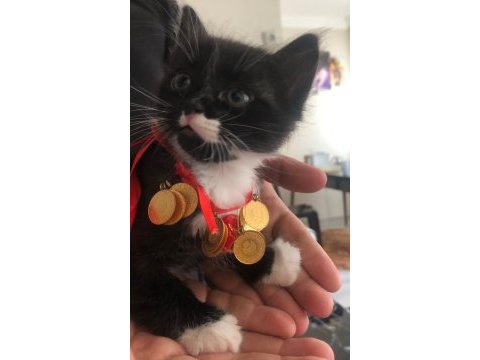 Smokin ve tekir kardeşler