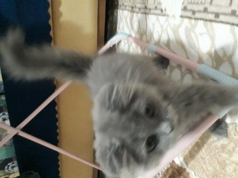 Scottish fold cinsi dişi kedim
