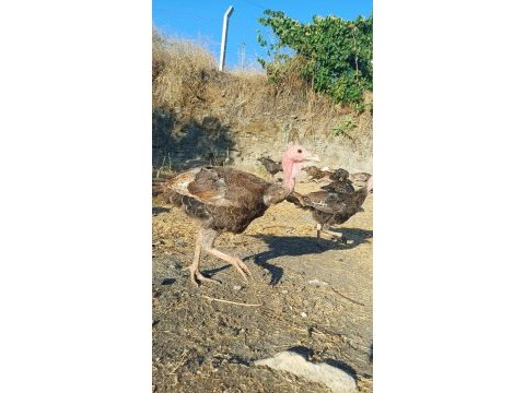 Hindiler veba ve çiçek aşıları yapıldı