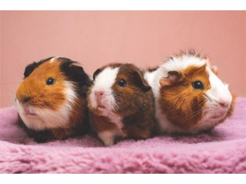Hamster gonzalez gunıea pıg