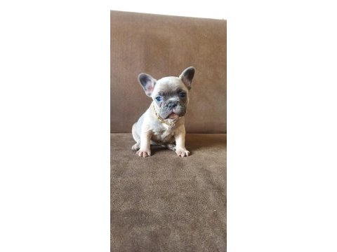 French bulldog a kalite yavrular