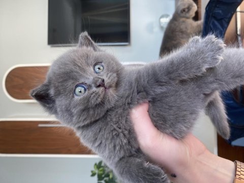 Bir aylık 3 güzel british longhair yavrumuz