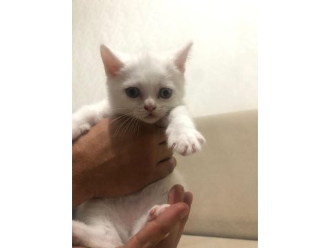2 adet 1 tane erkek 1 tane dişi 2 aylık scottish fold
