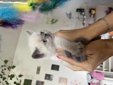 2 aylık safkan exotic shorthair yavrular