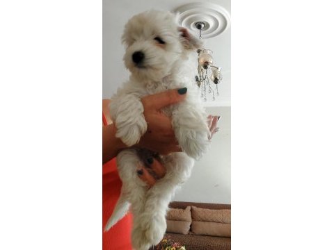 Maltipoo bebekler dişi erkek mevcud
