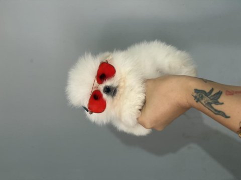 Teacup ayı surat pomeranian boo yavrular
