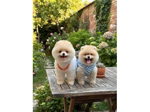Irk ve sağlık garantili pomeranian boo