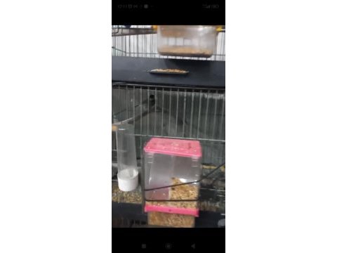 Jawa ispinou takım yumurta da
