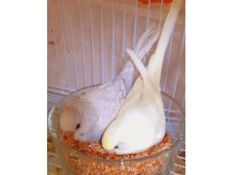 Yeni yeme düşmüş bebek muhabbet kuşlar erkek