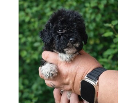 Çikolata poodle ve siyah inciler