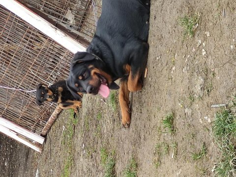 Erkek 2.5 aylık rottweiler