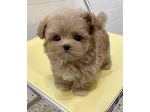 Enerji bal bebek maltipoo